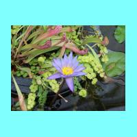 Conservatory 005.jpg